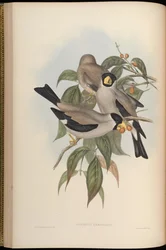 Masked Grosbeak